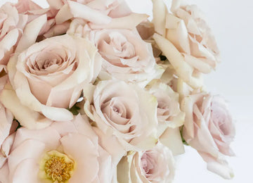 Quicksand Cream Roses Close Up - Image