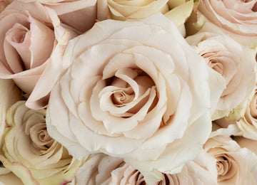 Quicksand Cream Roses Other - Image