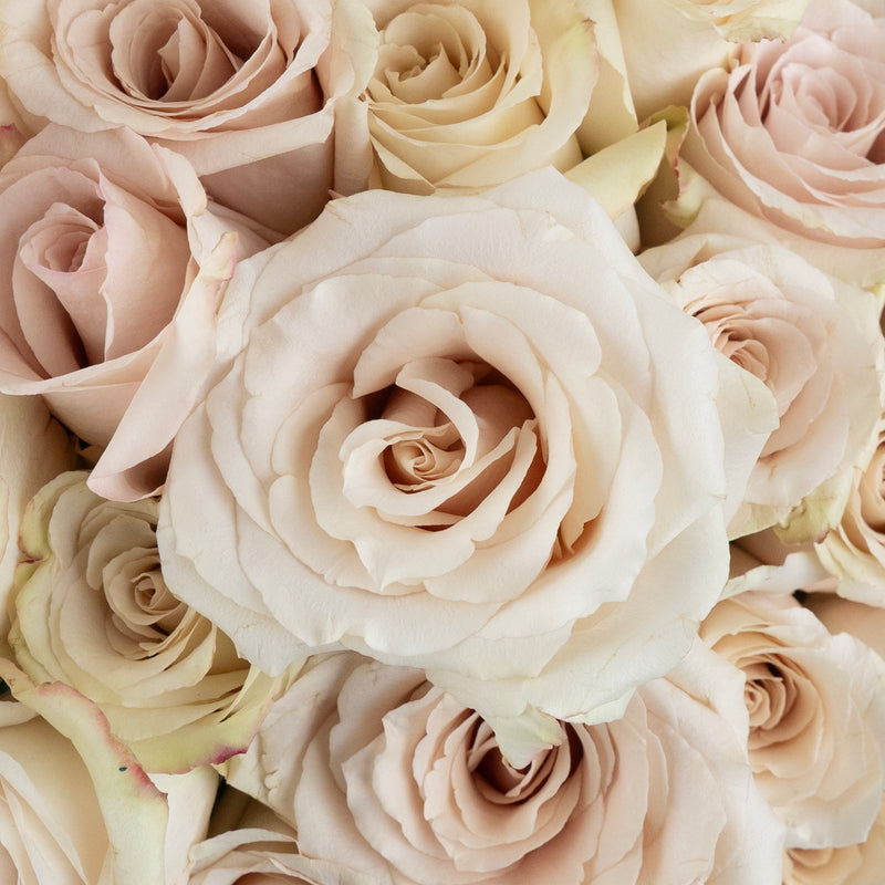 Quicksand Cream Roses Other - Image