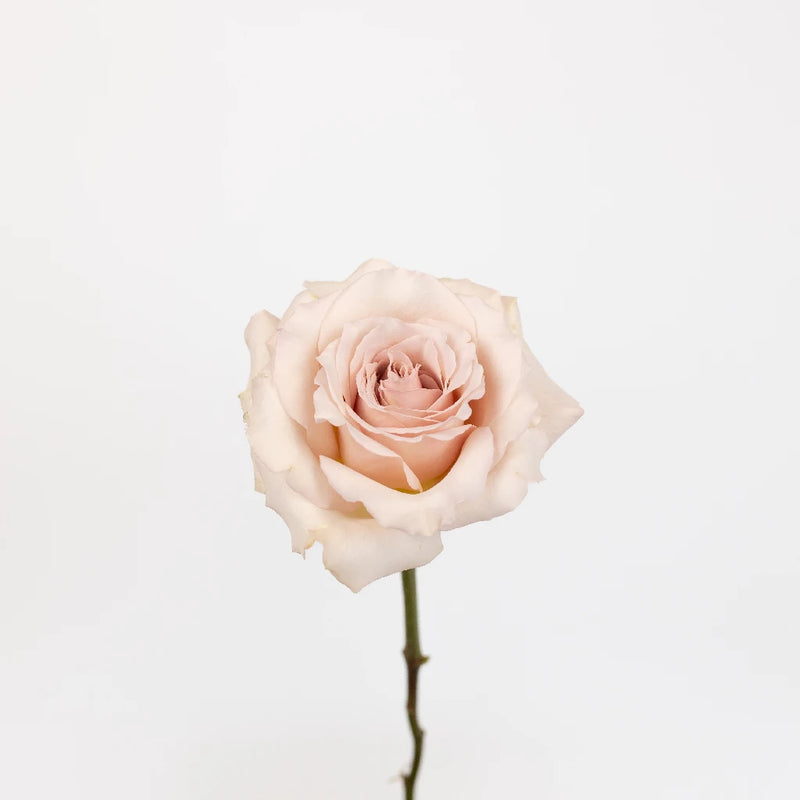 Quicksand Cream Roses Stem - Image