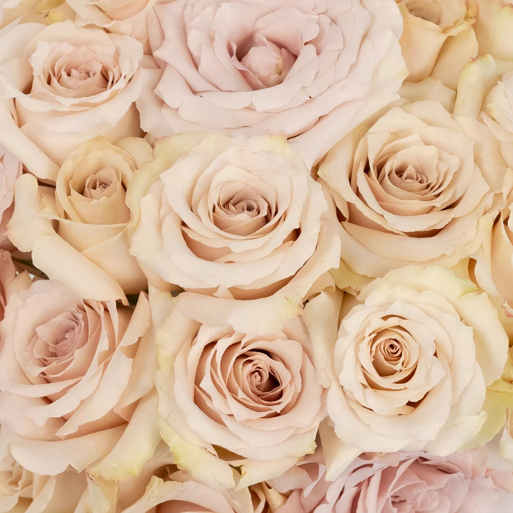 Quicksand Rose 50 QUICKSAND ROSES | Rosanti Flowers