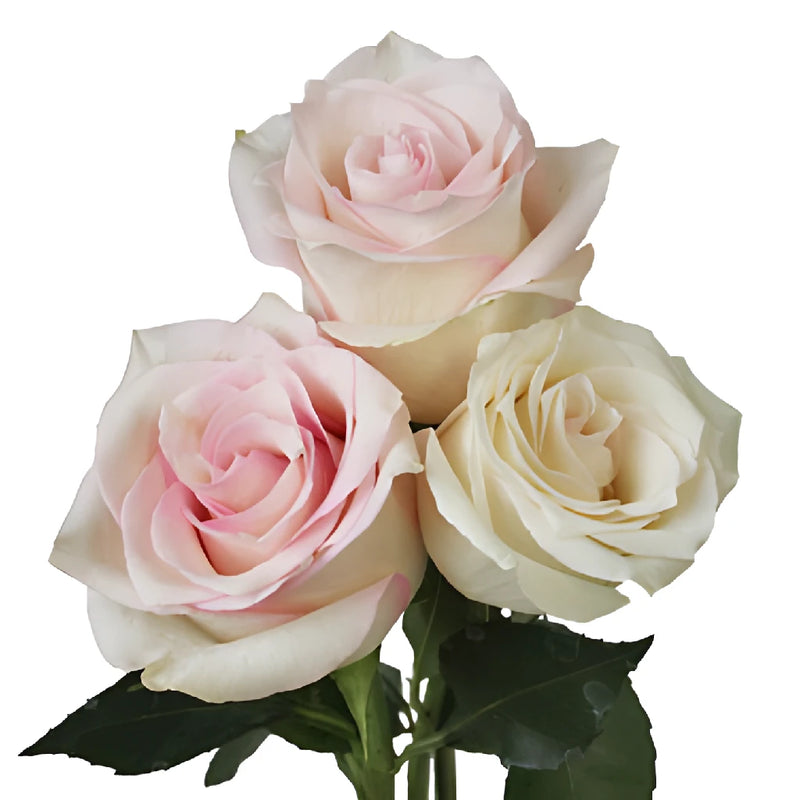 Pink Flush Rose