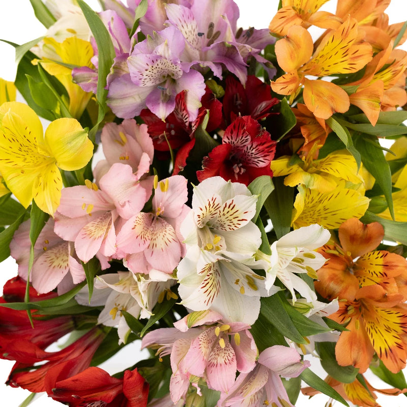 Rainbow Alstroemerias Vday Flowers Close Up - Image
