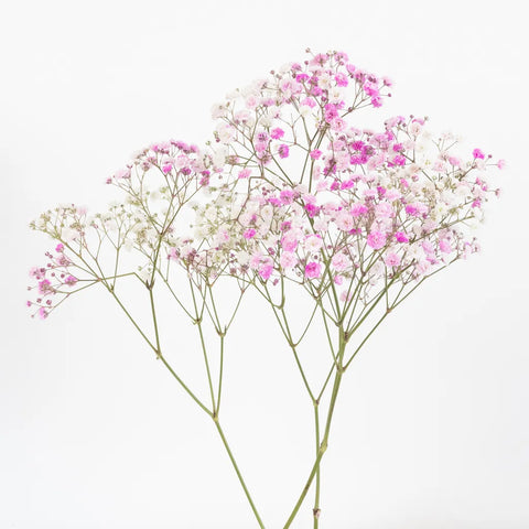 Rainbow Pink Valentine Airbrushed Baby's Breath Flower Stem - Image
