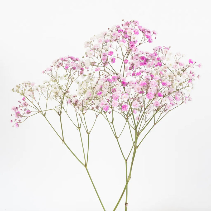 Rainbow Pink Valentine Airbrushed Baby's Breath Flower Stem - Image