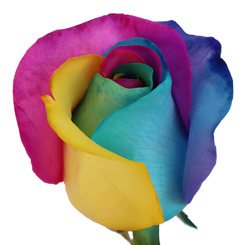 Neon Tie Dye Tinted Rainbow Roses