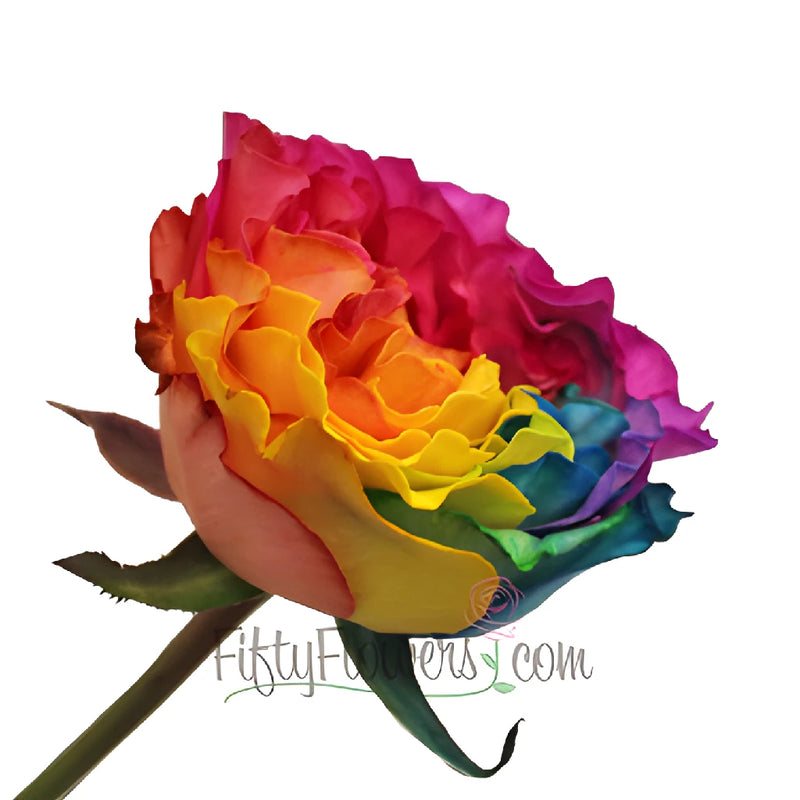 Rainbow Ruffles Garden Rose Side Stem View