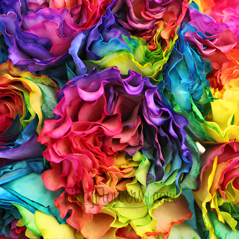 Rainbow Ruffles Roses up close
