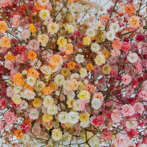 Rainbow Sunrise Airbrushed Babys Breath Flower Close Up - Image