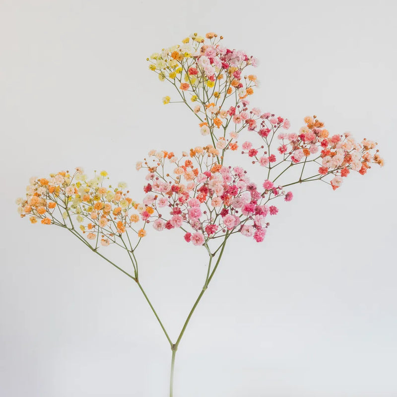 Rainbow Sunrise Airbrushed Babys Breath Flower Stem - Image