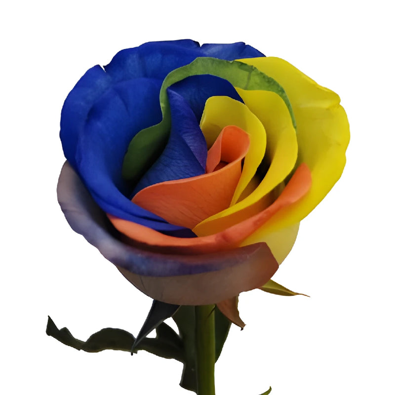 Custom Colors Rainbow Tinted Roses