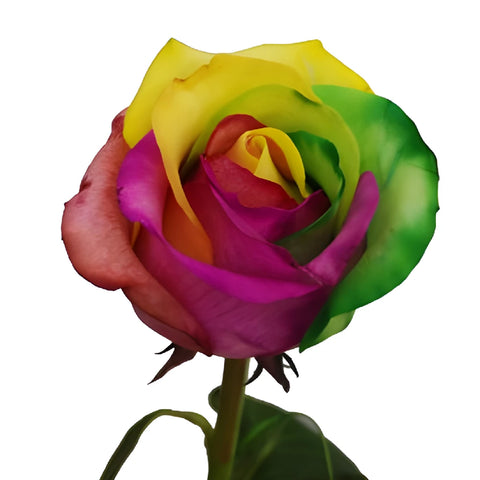 Custom Colors Rainbow Tinted Roses