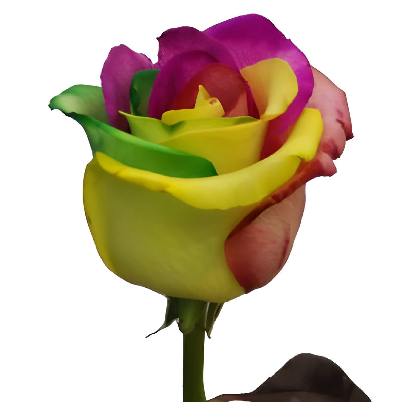 Custom Colors Rainbow Tinted Roses