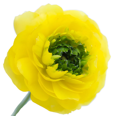 Green Center Assorted Color Ranunculus Flower