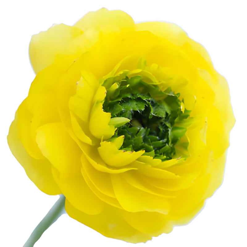 Green Center Assorted Color Ranunculus Flower