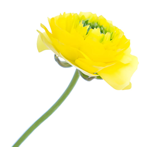 Green Center Assorted Color Ranunculus Flower