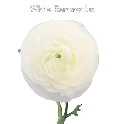 Ranunculus Eucalyptus and White Flowers DIY Flower Kit Flatlay