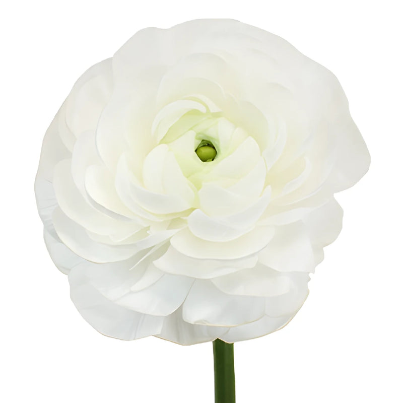 Ranunculus White Italian Cloony Flower Stem
