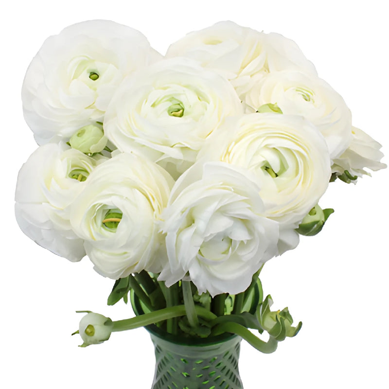 White Italian Cloony Ranunculus Wholesale Flower In a vase