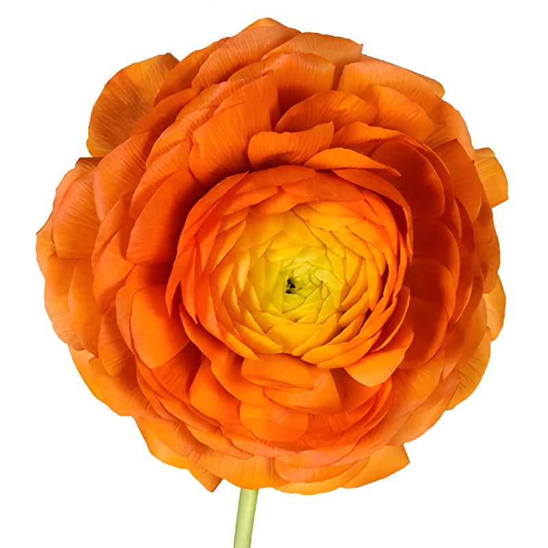 Ranunculus Bright Orange Flower Stem