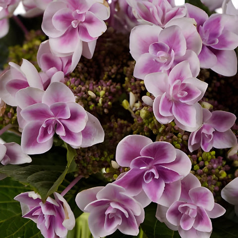 Raspberry Cream Hydrangea Wholesale Flower Up close