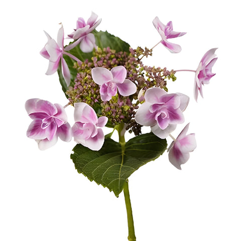 Raspberry Cream Hydrangea Stem View