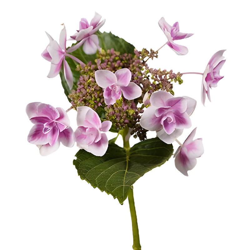 Raspberry Cream Hydrangea Stem View