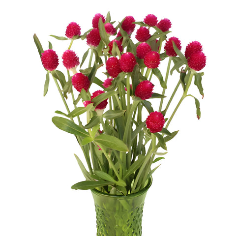 Raspberry Globosa Gomphrena Flowers