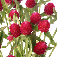Raspberry Globosa Gomphrena Flowers