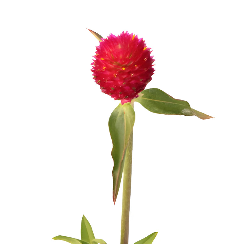 Raspberry Globosa Gomphrena Flowers