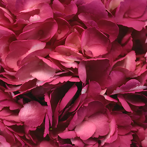 Raspberry Pink Airbrushed Hydrangea Flower Up Close