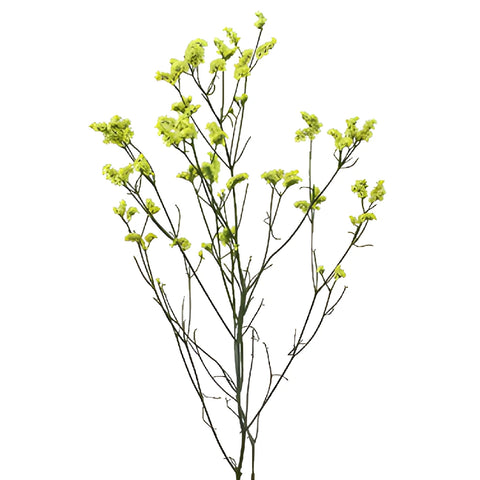 Lemon Lime Airbrushed Limonium Flowers
