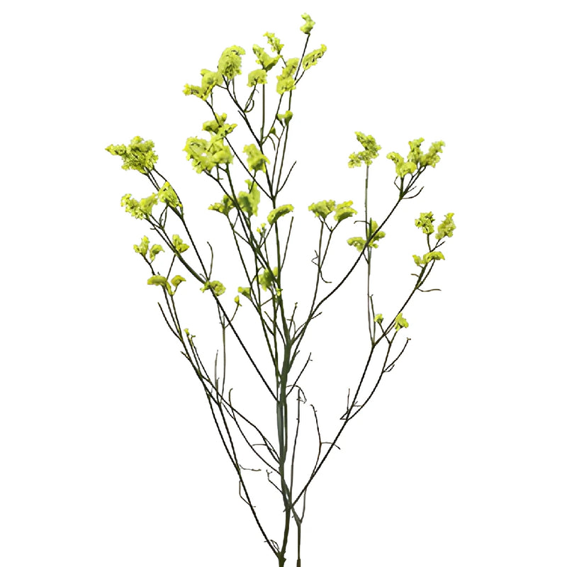 Lemon Lime Airbrushed Limonium Flowers