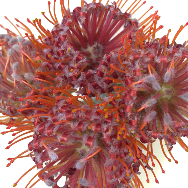 Raving Red Protea Flower Close Up - Image