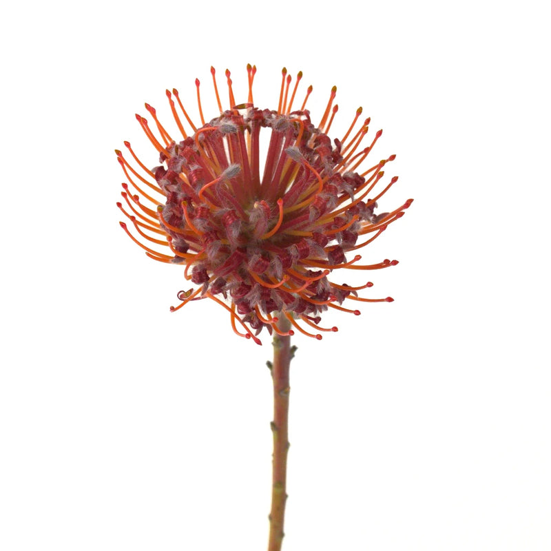 Raving Red Protea Flower Stem - Image