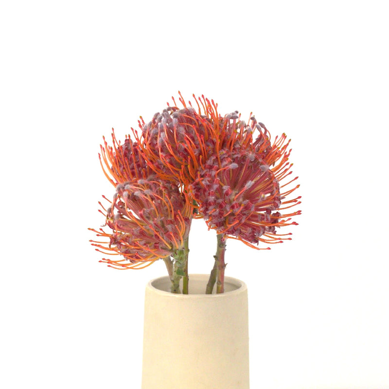 Raving Red Protea Flower Vase - Image