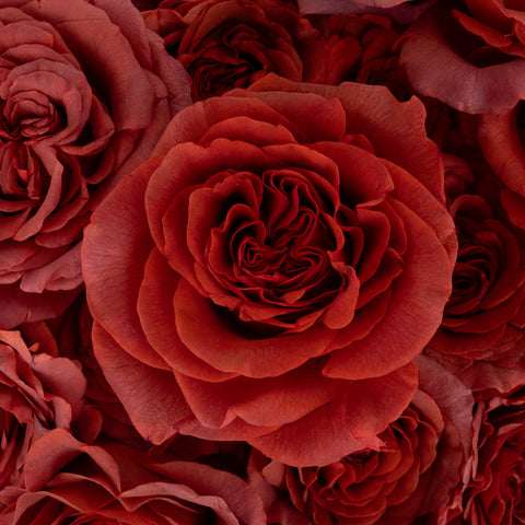 Razzmatazz Novelty Rose Close Up - Image