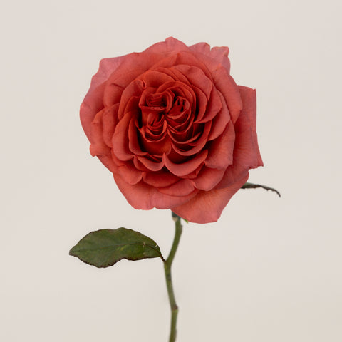 Razzmatazz Novelty Rose Stem - Image