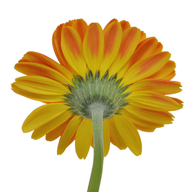 Fire Orange and Yellow Super Gerber Daisies