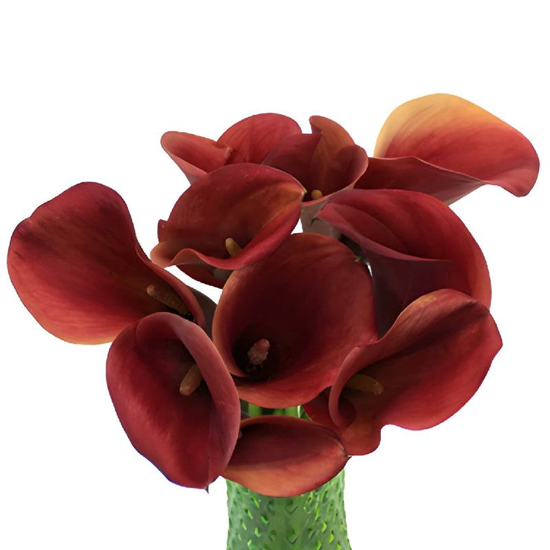 red calla lily flower Buy Wholesale Rustic Red Mini Calla Lily Flower in Bulk