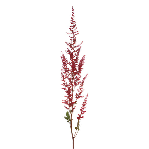 Red Astilbe Flower November to April