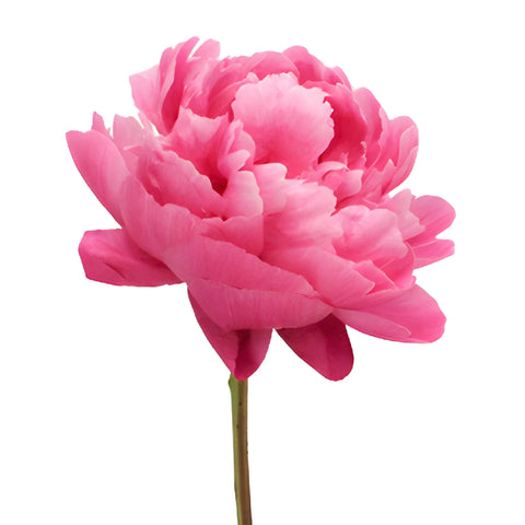 Red Bernhardt Hot Pink Peony Side Stem View