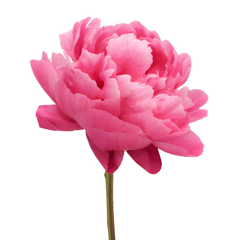 Red Bernhardt Hot Pink Peony Side Stem View