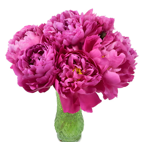 Red Sarah Bernhardt Peonies for Mother's Day