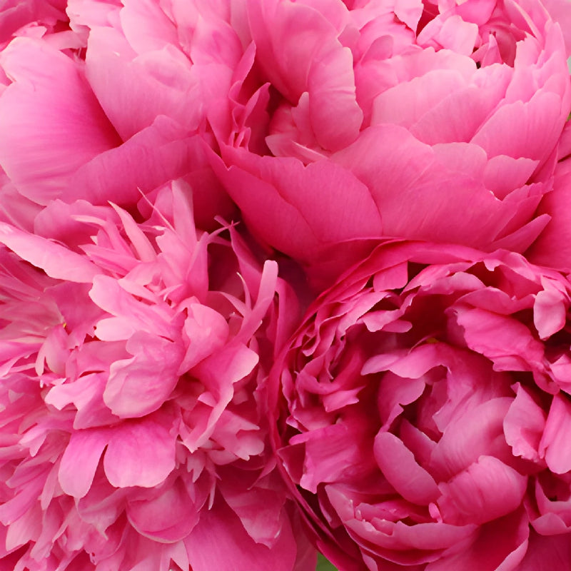 Red Bernhardt Hot Pink Peonies up close