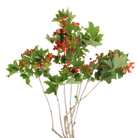 Red Leafy Viburnum Berry Branches