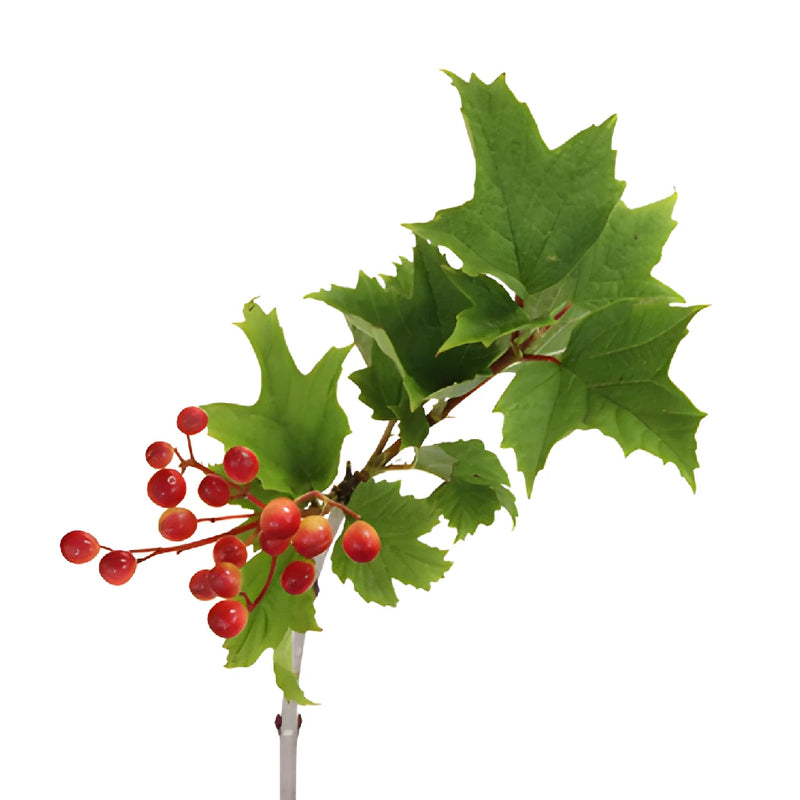 Red Leafy Viburnum Berry Branches
