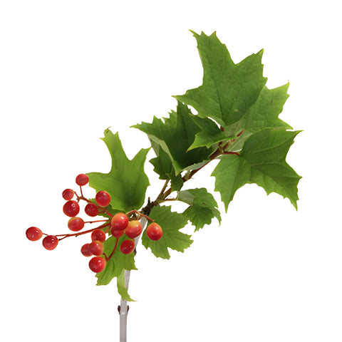 Red Leafy Viburnum Berry Branches