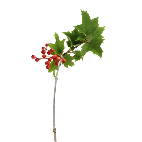 Red Leafy Viburnum Berry Branches