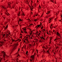 Red Carnations Flower Up Close